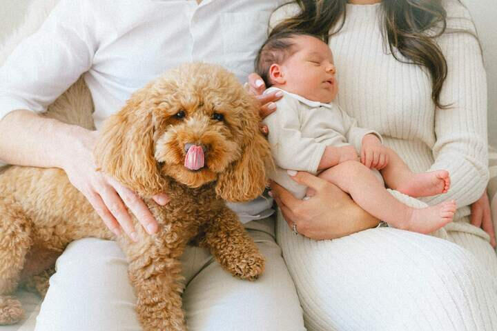 Exclusive Christmas Family Photography - Lincoln & Surrounding Areas Zoom in of baby and the family's dog on mum and dad's laps